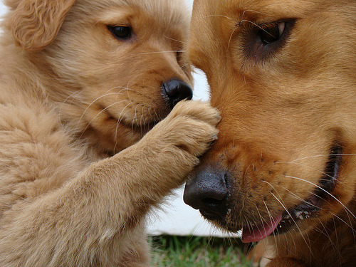  Carta de um cãozinho para seu humano. Se eu soubesse falar, quantas palavras bonitas eu diria para você. Os seus passos são músicas para mim, ouvir você é minha maior felicidade, quando sinto sua tristeza eu tento fazer você sorrir, se vejo