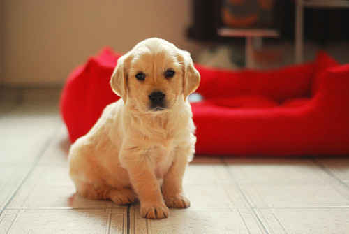   Carta de um cãozinho para seu humano. Se eu soubesse falar, quantas palavras bonitas eu diria para você. Os seus passos são músicas para mim, ouvir você é minha maior felicidade, quando sinto sua tristeza eu tento fazer você sorrir, se vejo