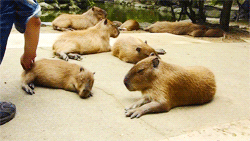 brainbubblegum:santur:Putting the Capybaras to bedaksjhfakf their little bodies remind me of my cat&