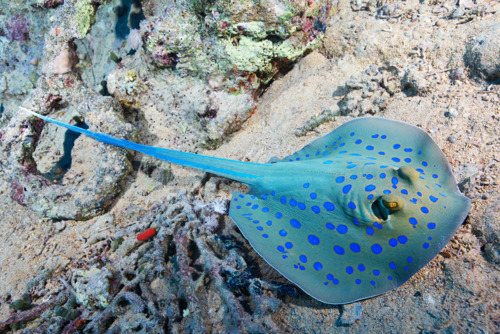 wildlifecollective-blog-blog:Bluespotted Ribbontail RayTaeniura lymma  oceansoftheworld: