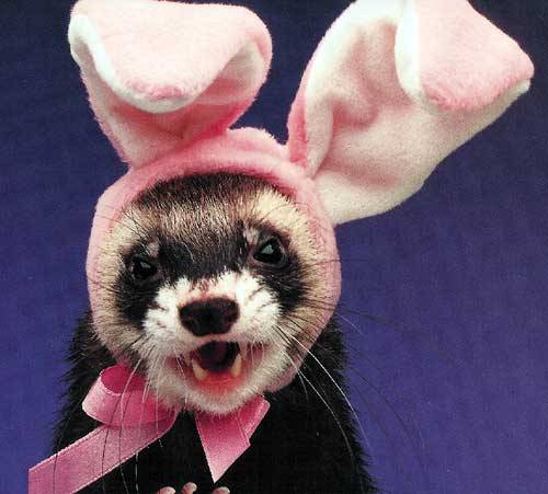 creepicrawlies:  “Easter Ferret” Cute or Disturbing? 