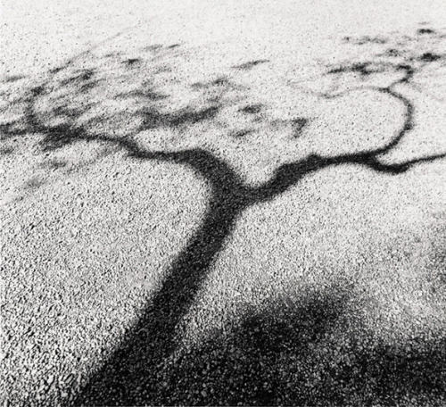 Michael Kenna
Tree Shadow / L'Ombre d'un arbre
Kirishimajinja, Kyushu, Japan, 2002