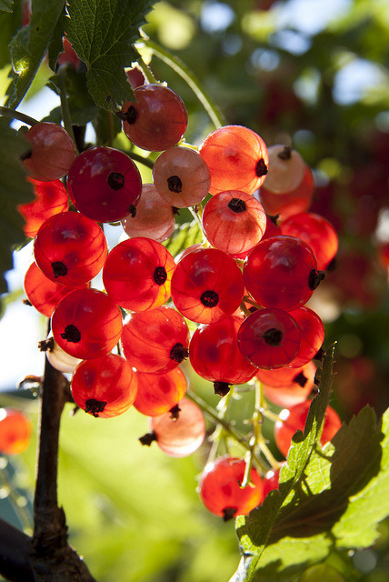 chasingthegreenfaerie:Red Currant by Boris SV on Flickr.So pornographic! I need to grow this.