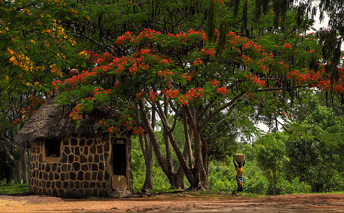 travelingcolors:  Beautiful Flamboyant in Kaduna | Nigeria (via westeastsouthnorth) 