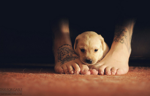a place to love dogs