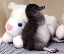 sexinthelibrary:  A two-week-old Little Penguin rests against a stuffed animal in an incubator at the Cincinnati Zoo. 