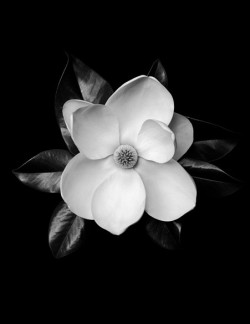 bella102:  Magnolia Grandiflora by Gary Heery