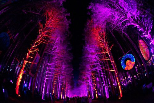 dance-thefuckingnightaway:  ncarinae:  Electric Forest FestivalRothbury, Michigan  omgg i wanna go so bad !  