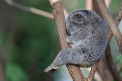 kari-shma:  Sleeping Koala (by Filippo Photos)