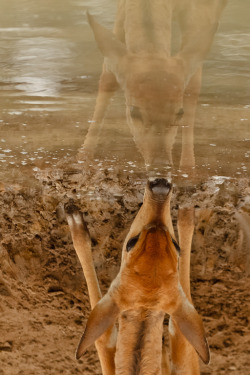 magicalnaturetour:  Mirror Image by Nobbys