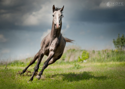 magicalnaturetour:  Storm by Tanya Kozlovsky