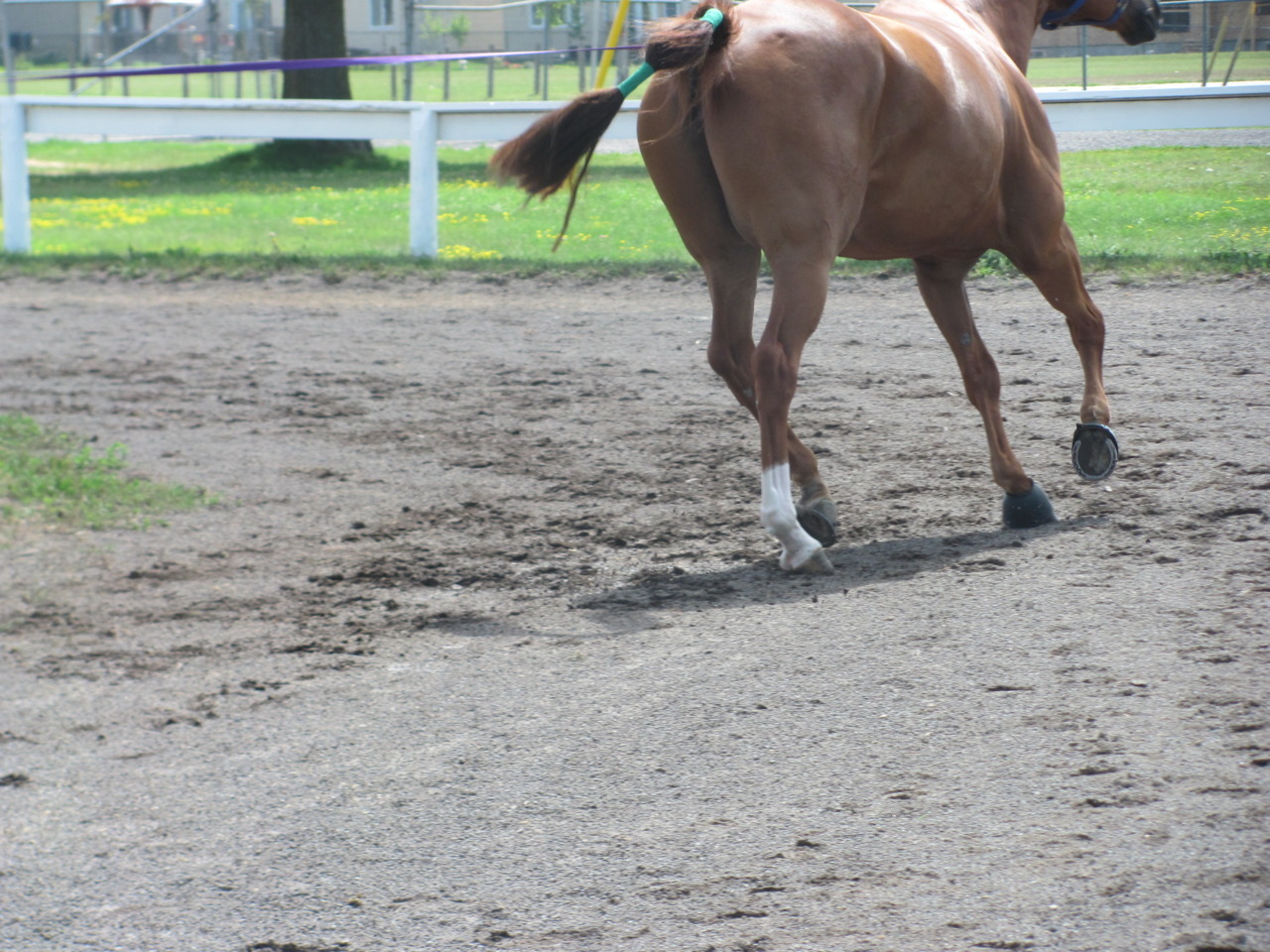 love-smiles-horses-bailey:  Any Minute Now aka Calvin @ the Eastern Ontario Quarter