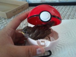 sunnyblu:  Pidgey  