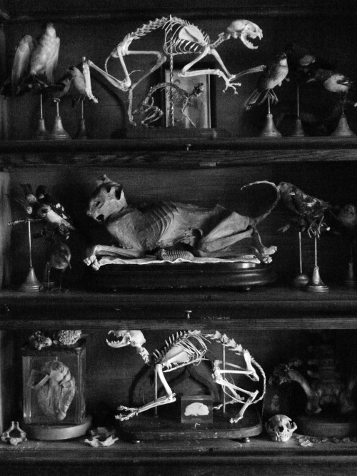 absinthecorpse.tumblr.com/post/103958686961/