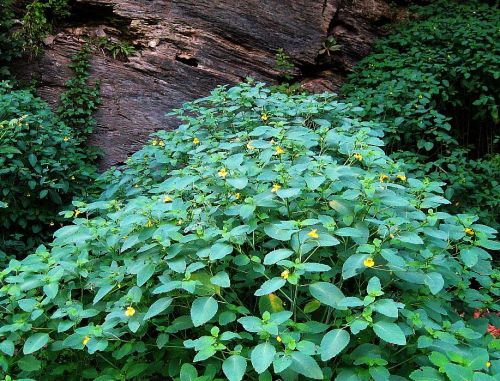 A stand of yellow jewelweed, Impatiens pallida.