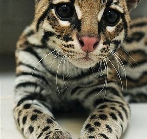 soulfuric:  Baby Ocelot 