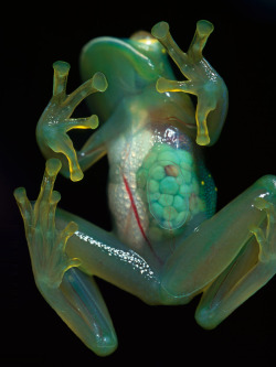 pinealgland:  The see-through skin of an 2.5-centimeter-long glass frog  reveals her eggs. Native to Venezuela, the frogs lay eggs in bushes and  trees overhanging streams. Tadpoles hatch, then tumble into the current  to be swept away. 