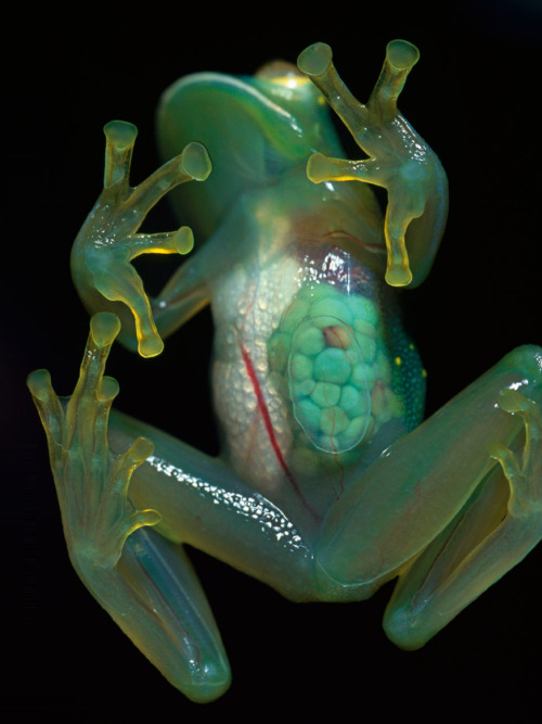 The see-through skin of an 2.5-centimeter-long glass frog reveals her eggs. Native to Venezuela, the