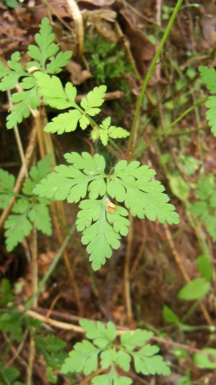 naomiheulwenisinwalestoday:Herb Robert (Red Robin, Death Come Quickly).Geranium robertianum.