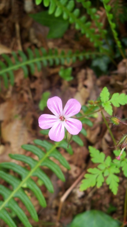 naomiheulwenisinwalestoday:Herb Robert (Red Robin, Death Come Quickly).Geranium robertianum.