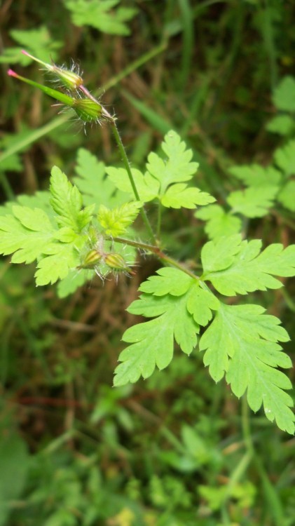 naomiheulwenisinwalestoday:Herb Robert (Red Robin, Death Come Quickly).Geranium robertianum.