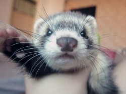 rooshoes:  sevya:  Edmund, my pet ferret. 