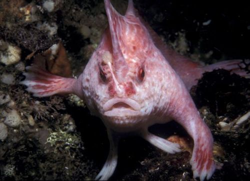 Pink Handfish