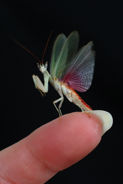 necessary:  here’s a bug that looks like a fairy.