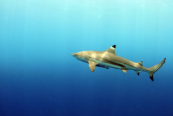 anoceanactivist:  Blacktip reef shark (by