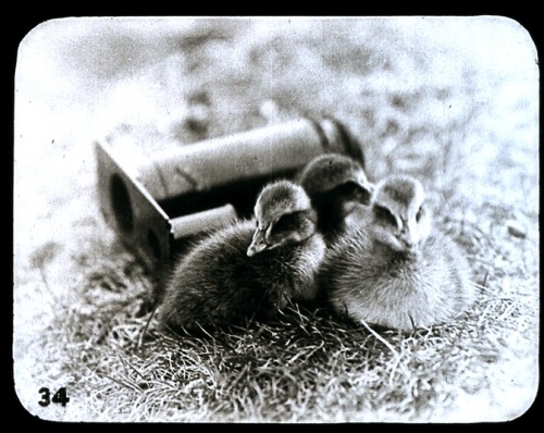 inthepasttense:  Ducklings. From a 1930s filmstrip about Alaska.