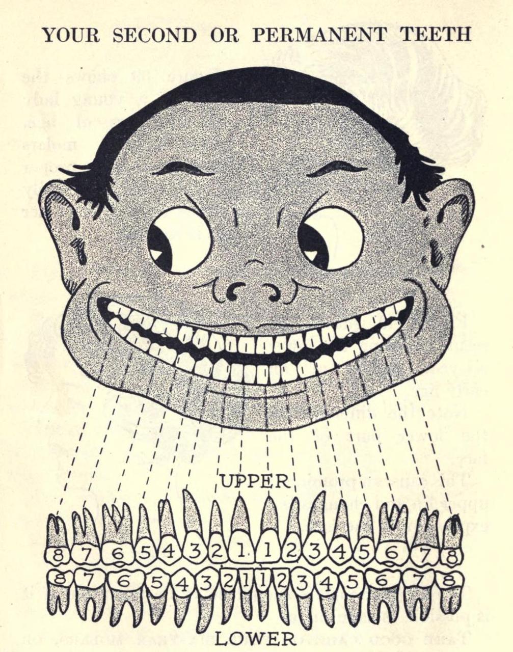 A Child’s Book of Teeth. Harrison Wader Ferguson, D.D.S., 1922.