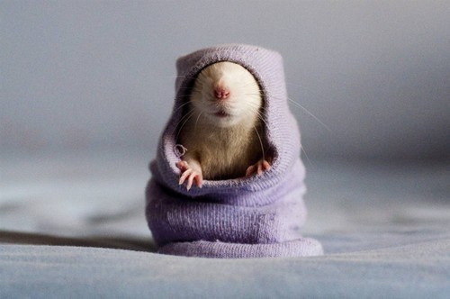 wizkerifa:  fagology:  me  omfg aww 