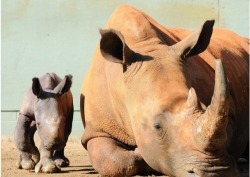 Zolanimals:  Black Rhino And Young  Eee, So Cute :D I Loves Rhinos.