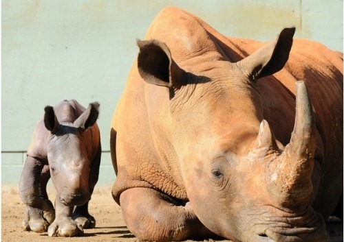 Porn zolanimals:  Black Rhino and Young  Eee, photos