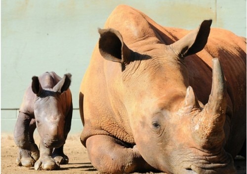 zolanimals:  Black Rhino and Young  Eee, so cute :D I loves rhinos.