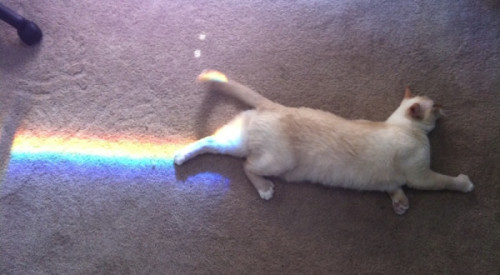 the real nyan cat!! XD