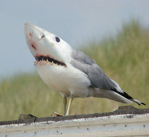 spitblood:  Welcome to Brighton. Please do not feed the birds. Going into Brighton