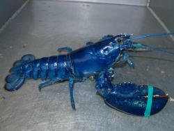 kissmeimlazy:  Learn Something-Due to a genetic defect that causes and overabundance of protein to develop, one in every three million or so North American lobsters is electric blue in color. The rare crustaceans can bring a hefty bounty, despite the