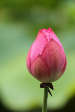 a Lotus for you