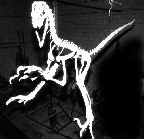 deinonychus