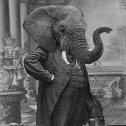 Elephant Man&hellip;