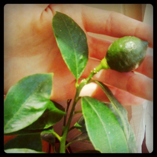 Tiny lemon love. (Taken with instagram)