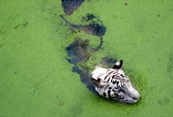 TIGERS ARE THE MOST BADASS CATS EVER