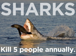 Living close to the ocean my whole life, I&rsquo;ve known people who have lived in constant fear of sharks. Chill out people. There are far more important things to be freaked out about, like why Paris Hilton and Kim Kardashian are respected by millions.