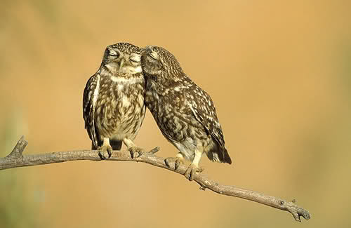 be-my-pyjamas:  Owl love… &lt;3  cuties.