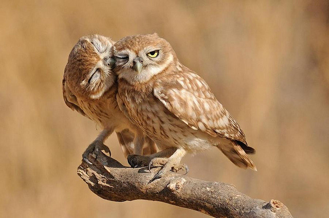 be-my-pyjamas:  Owl love… &lt;3  cuties.