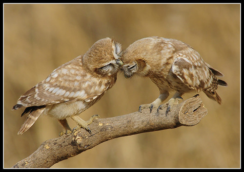 be-my-pyjamas:  Owl love… &lt;3  cuties.