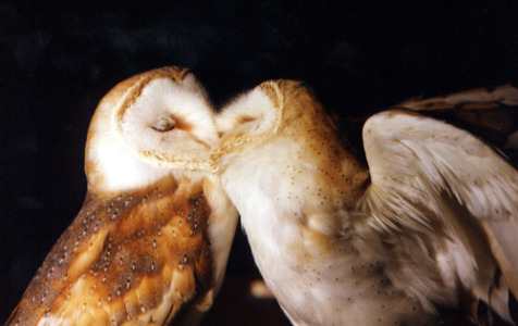 be-my-pyjamas:  Owl love… &lt;3  cuties.