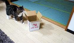 hypospraying:  via A Box and Maru 8  I want a pudgy kitty that tries fitting into