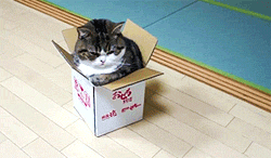 hypospraying:  via A Box and Maru 8  I want a pudgy kitty that tries fitting into